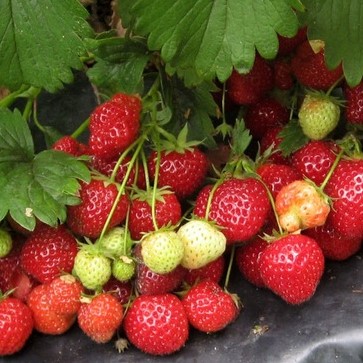 Земляника Кент